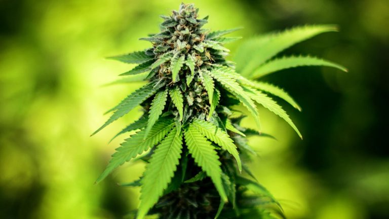 australian-couple-donates-337-million-for-medical-marijuana_sfgr5