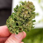 buy-weed-online-wisdomkush-dispensary10